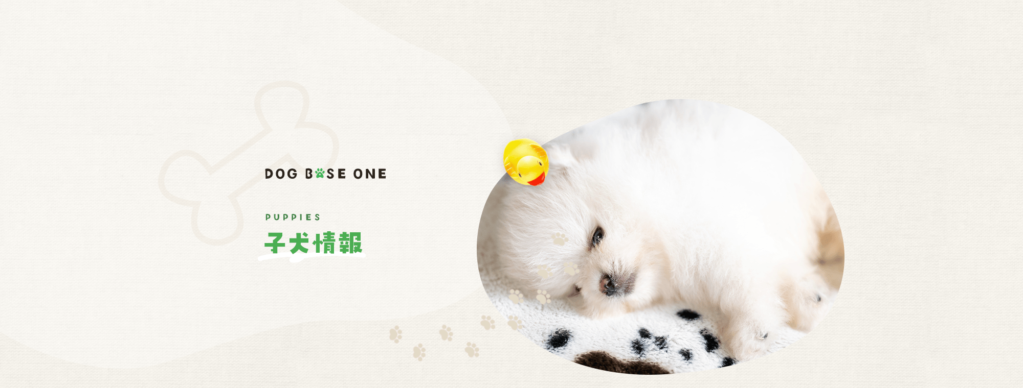 子犬情報